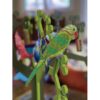 Oriole & Parakeet - Image 4